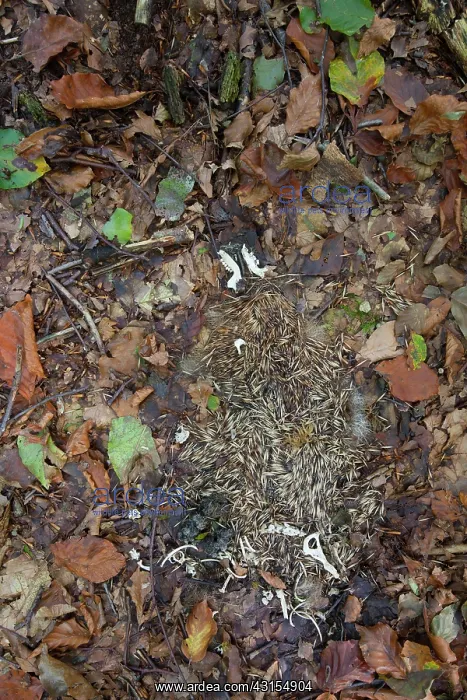 : European Hedgehog : European Hedgehog