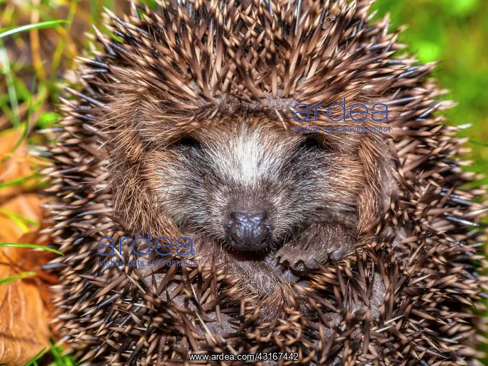 : European Hedgehog : European Hedgehog