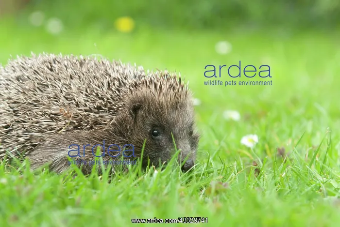  : European Hedgehog