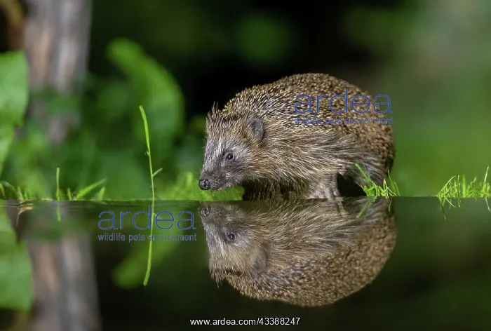 : EUROPEAN HEDGEHOG : EUROPEAN HEDGEHOG