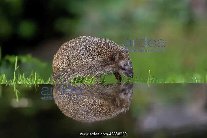 : EUROPEAN HEDGEHOG : EUROPEAN HEDGEHOG