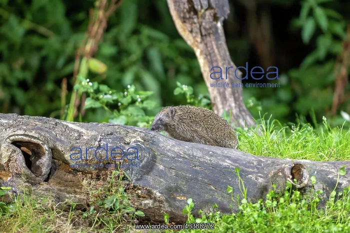 : EUROPEAN HEDGEHOG : EUROPEAN HEDGEHOG