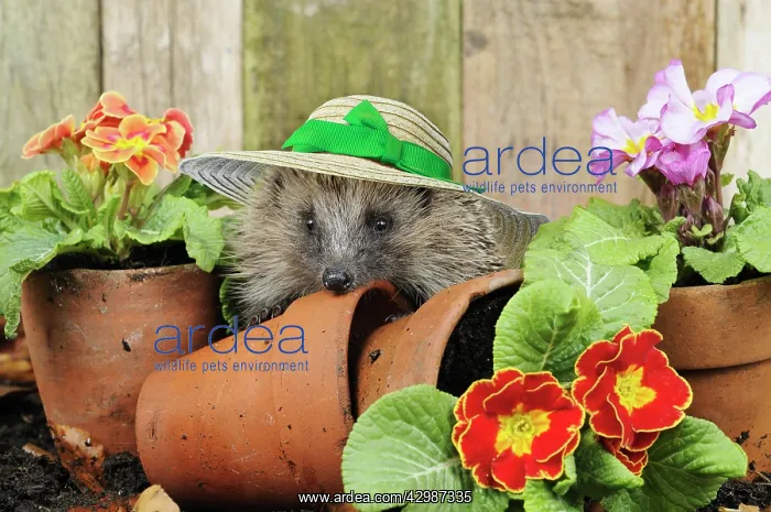 : European Hedgehog, adult wearing straw hat : European Hedgehog, adult wearing straw hat