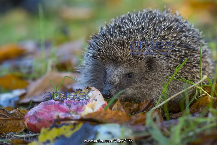 : European hedgehog in autumn, Lower Saxony, Germany, Europe : European hedgehog in autumn, Lower Saxony, Germany, Europe