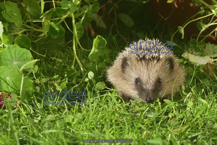 : European Hedgehog or Common Hedgehog (Erinaceus : European Hedgehog or Common Hedgehog (Erinaceus