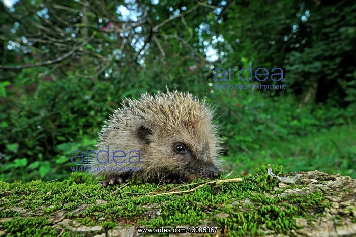 : European Hedgehog Common Hedgehog juvenile : European Hedgehog Common Hedgehog juvenile
