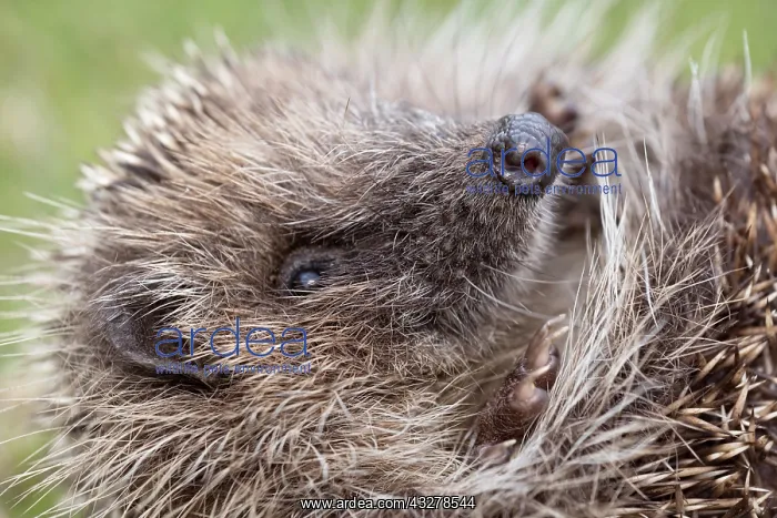 : European hedgehog -curled : European hedgehog -curled