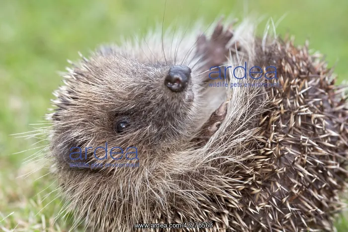 : European hedgehog -curled : European hedgehog -curled