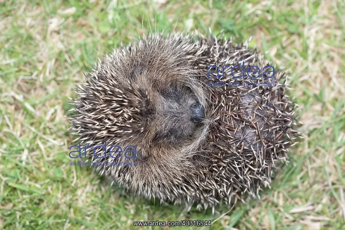  : European hedgehog -curled