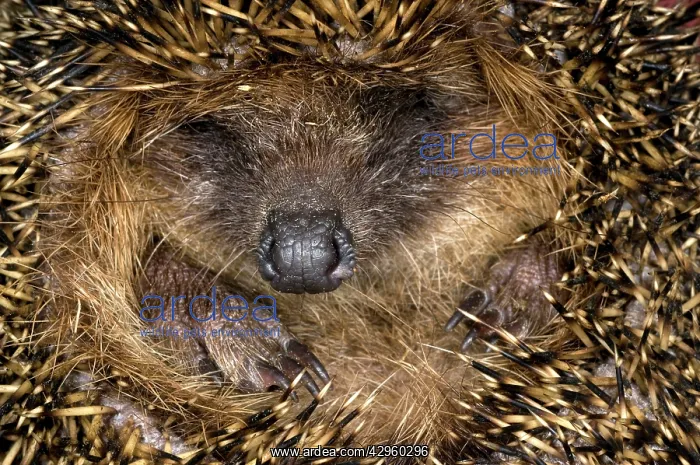 : European Hedgehog - curled up in ball : European Hedgehog - curled up in ball