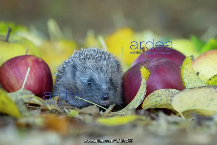: European hedgehog (Erinaceus europaeus) amongst : European hedgehog (Erinaceus europaeus) amongst