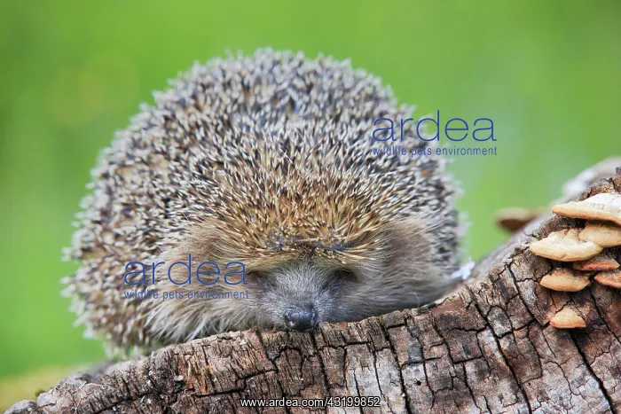 : European hedgehog (Erinaceus europaeus), Switzerland : European hedgehog (Erinaceus europaeus), Switzerland