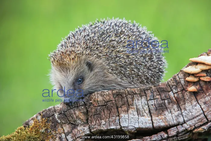 : European hedgehog (Erinaceus europaeus), Switzerland : European hedgehog (Erinaceus europaeus), Switzerland