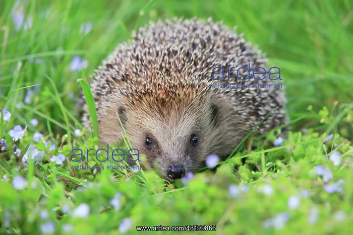  : European hedgehog (Erinaceus europaeus), Switzerland