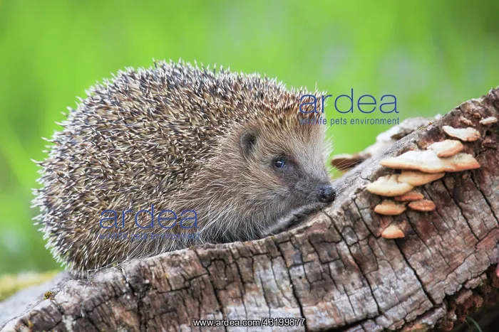 : European hedgehog (Erinaceus europaeus), Switzerland : European hedgehog (Erinaceus europaeus), Switzerland
