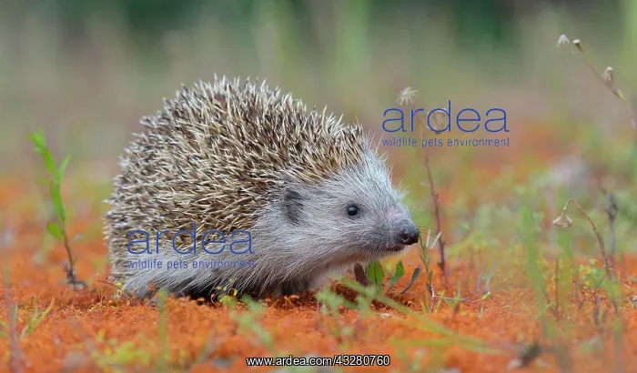 : European hedgehog (Erinaceus europaeus), Upper Austria : European hedgehog (Erinaceus europaeus), Upper Austria