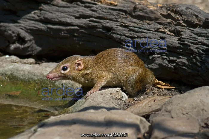 : European hedgehog (Erinaceus europaeus), adult near : European hedgehog (Erinaceus europaeus), adult near