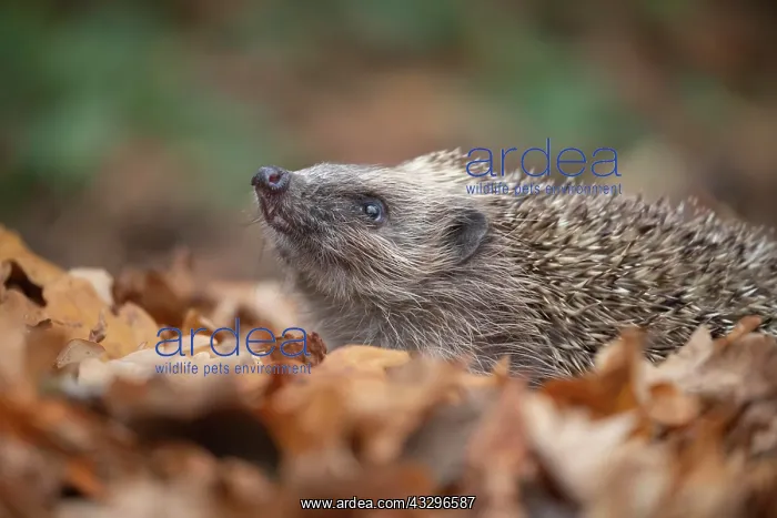  : European hedgehog (Erinaceus europaeus) amongst