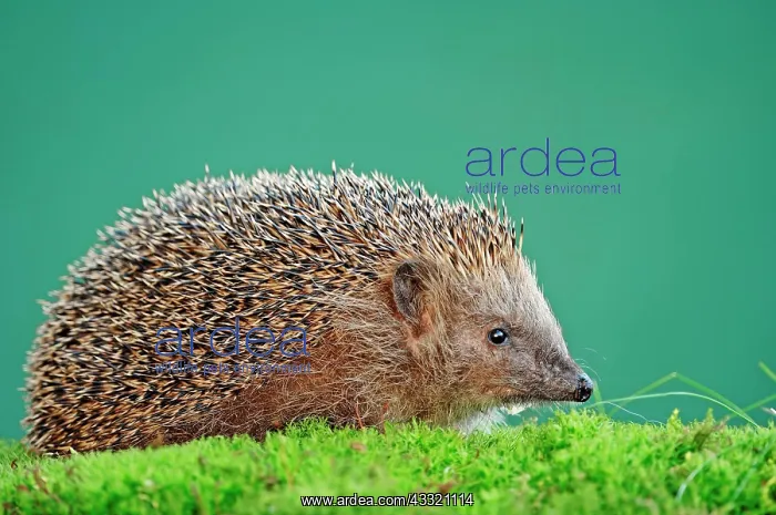 : European Hedgehog (Erinaceus europaeus), North Rhine-Westpha : European Hedgehog (Erinaceus europaeus), North Rhine-Westpha