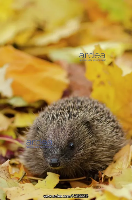 : European Hedgehog (Erinaceus europaeus) adult, standing : European Hedgehog (Erinaceus europaeus) adult, standing