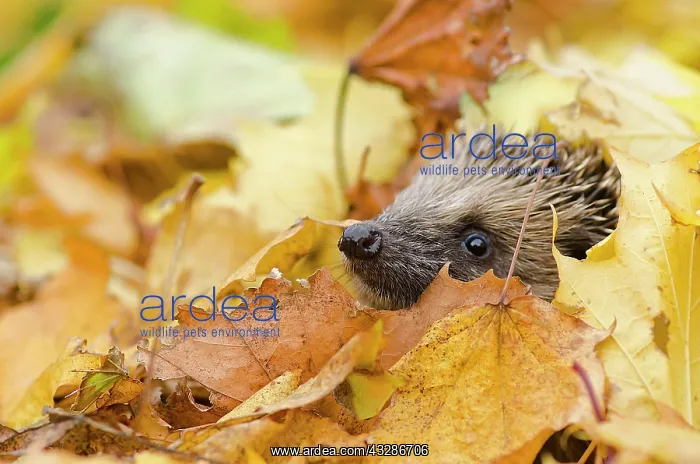  : European Hedgehog (Erinaceus europaeus) adult, looking