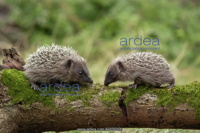 : European hedgehog (Erinaceus europaeus) two adults : European hedgehog (Erinaceus europaeus) two adults