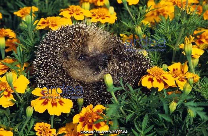 : European hedgehog (Erinaceus europaeus) in a ball : European hedgehog (Erinaceus europaeus) in a ball
