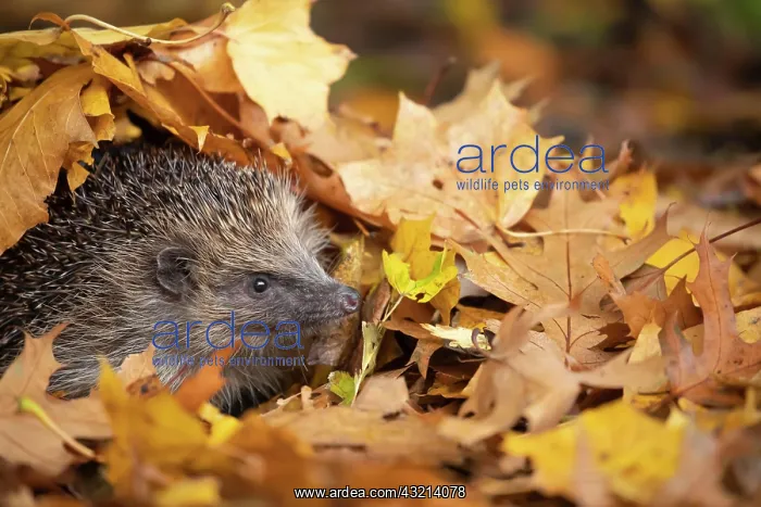 : European hedgehog (Erinaceus europaeus) emerging : European hedgehog (Erinaceus europaeus) emerging