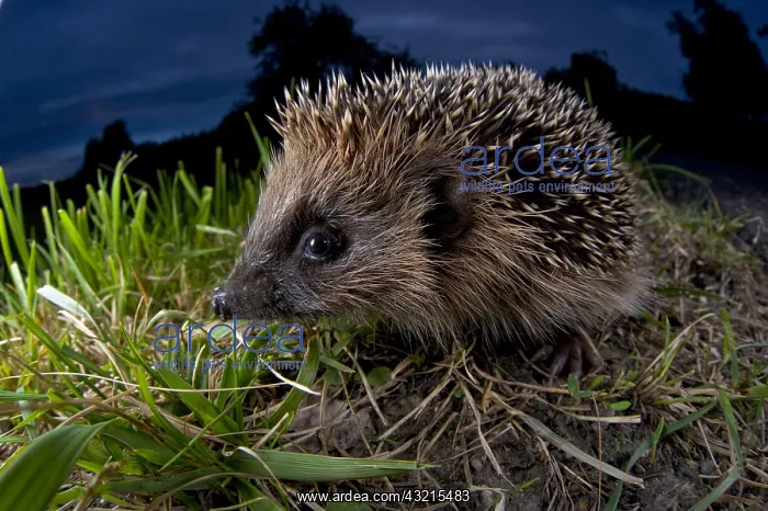 : European Hedgehog (Erinaceus europaeus), Europe : European Hedgehog (Erinaceus europaeus), Europe