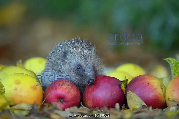 : European hedgehog (Erinaceus europaeus) on fallen : European hedgehog (Erinaceus europaeus) on fallen