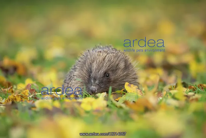 : European hedgehog (Erinaceus europaeus) on a garden : European hedgehog (Erinaceus europaeus) on a garden