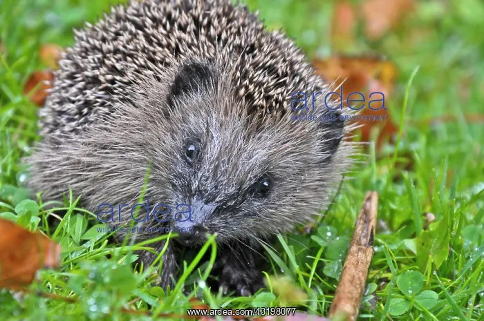 : European hedgehog (Erinaceus europaeus) in grass : European hedgehog (Erinaceus europaeus) in grass