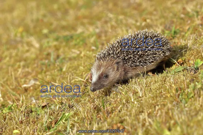 : European hedgehog (erinaceus europaeus), juvenile : European hedgehog (erinaceus europaeus), juvenile