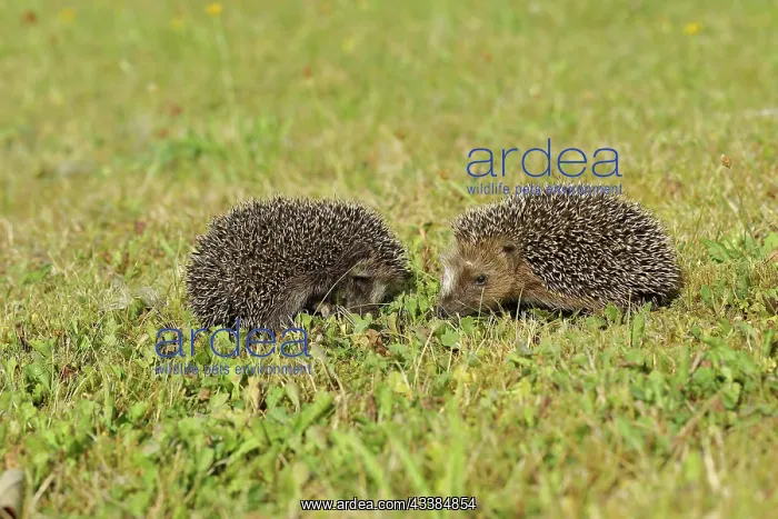  : European hedgehog (erinaceus europaeus), two juveniles