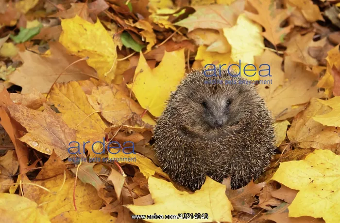 : European hedgehog (Erinaceus europaeus) laying on : European hedgehog (Erinaceus europaeus) laying on