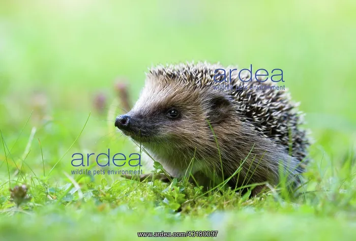 : European hedgehog (Erinaceus europaeus) in the meadow : European hedgehog (Erinaceus europaeus) in the meadow