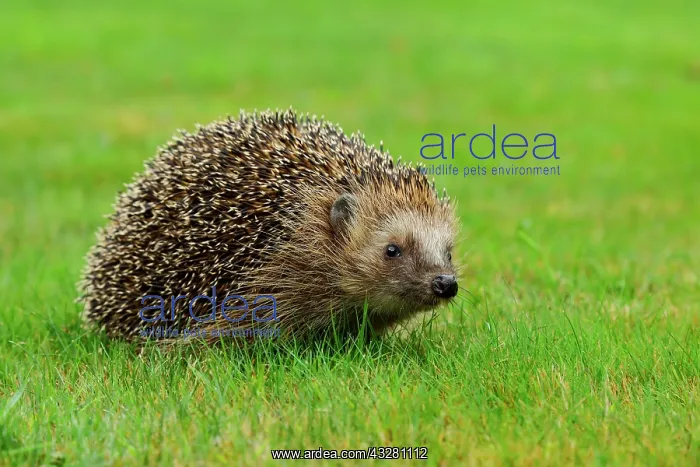 : European hedgehog (Erinaceus europaeus), in a meadow : European hedgehog (Erinaceus europaeus), in a meadow