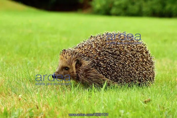: European hedgehog (Erinaceus europaeus), in a meadow : European hedgehog (Erinaceus europaeus), in a meadow