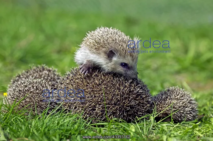 : EUROPEAN HEDGEHOG (erinaceus europaeus), MOTHER : EUROPEAN HEDGEHOG (erinaceus europaeus), MOTHER