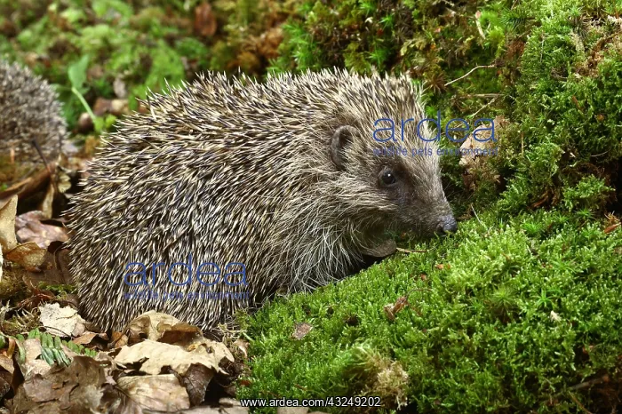 : European Hedgehog (erinaceus europaeus), Normandy : European Hedgehog (erinaceus europaeus), Normandy
