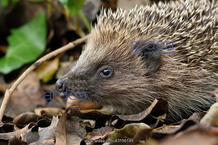 : European hedgehog (Erinaceus europaeus) Portrait : European hedgehog (Erinaceus europaeus) Portrait