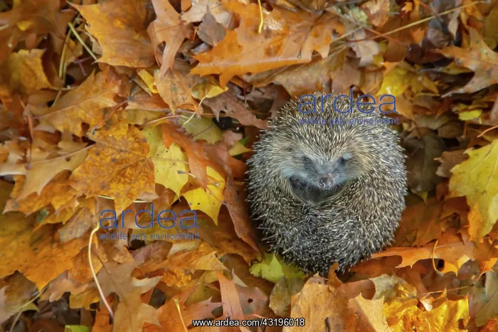 : European hedgehog (Erinaceus europaeus) resting : European hedgehog (Erinaceus europaeus) resting