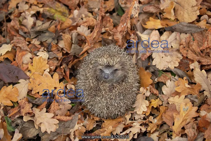 : European hedgehog (Erinaceus europaeus) rolled up : European hedgehog (Erinaceus europaeus) rolled up
