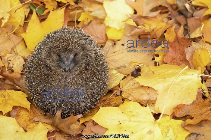 : European hedgehog (Erinaceus europaeus) sleeping : European hedgehog (Erinaceus europaeus) sleeping