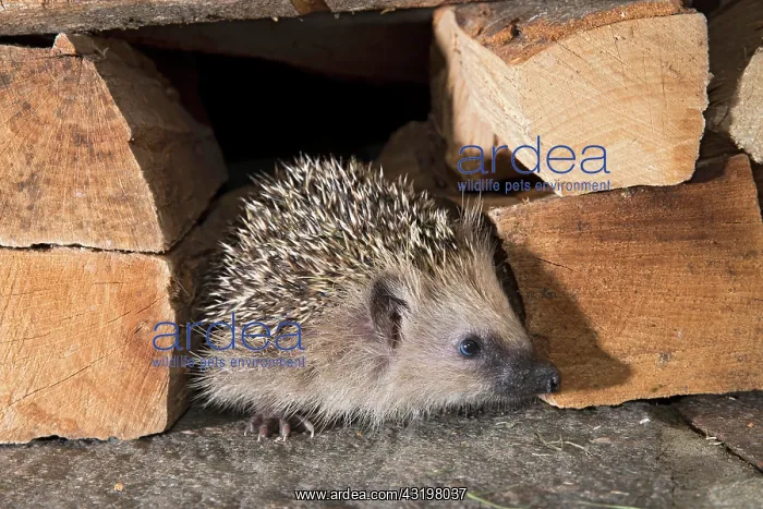 : European hedgehog (Erinaceus europaeus), Tyrol : European hedgehog (Erinaceus europaeus), Tyrol