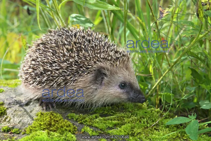  : European hedgehog (Erinaceus europaeus), Tyrol