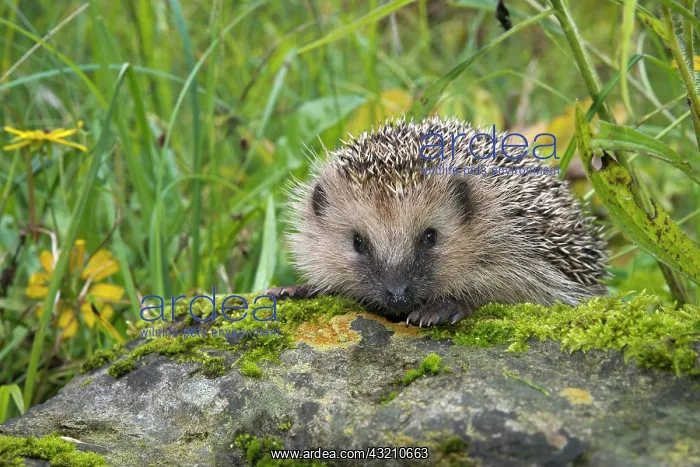 : European hedgehog (Erinaceus europaeus), Tyrol : European hedgehog (Erinaceus europaeus), Tyrol