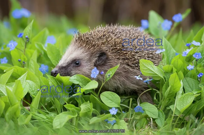 : European Hedgehog (Erinaceus europeaus) amidst : European Hedgehog (Erinaceus europeaus) amidst