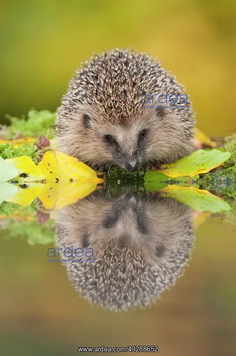 : European Hedgehog (Erinaceus europeaus) sitting : European Hedgehog (Erinaceus europeaus) sitting