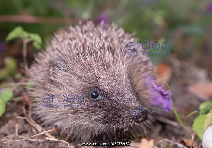 : European Hedgehog in garden flower border - Norfolk : European Hedgehog in garden flower border - Norfolk